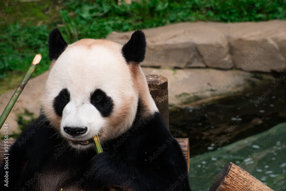 Closeup of a hungry panda snacking on bamboo. Closeup of a hungry panda snacking on bamboo.