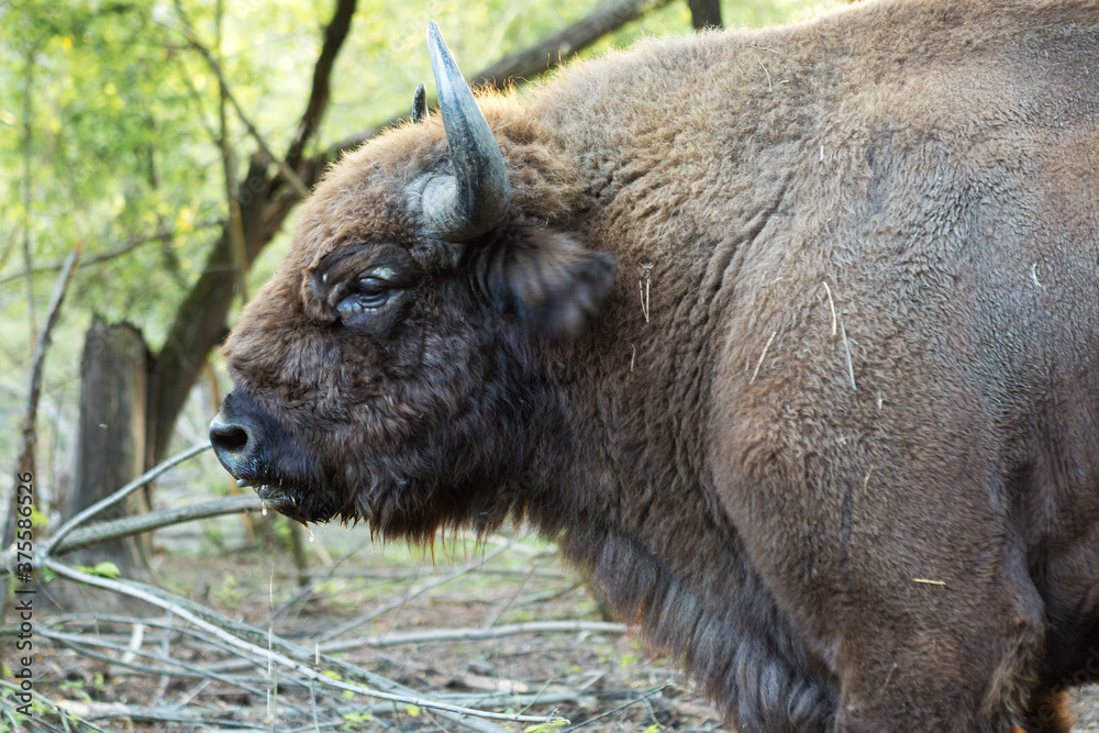 European bison - Bison bonasus .in the Moldavian reserve. European bison - Bison bonasus .in the Moldavian reserve.