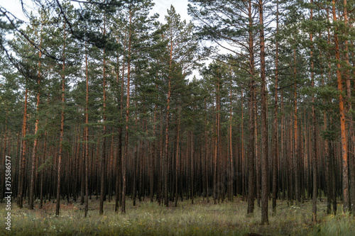 Many densely growing young pines