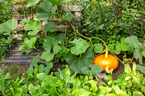 Large orange gourd growing on a compost heap
