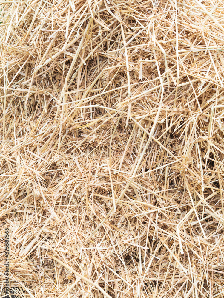 Hay texture. Hay bales are stacked in large stacks. Harvesting in agriculture. Hay background.