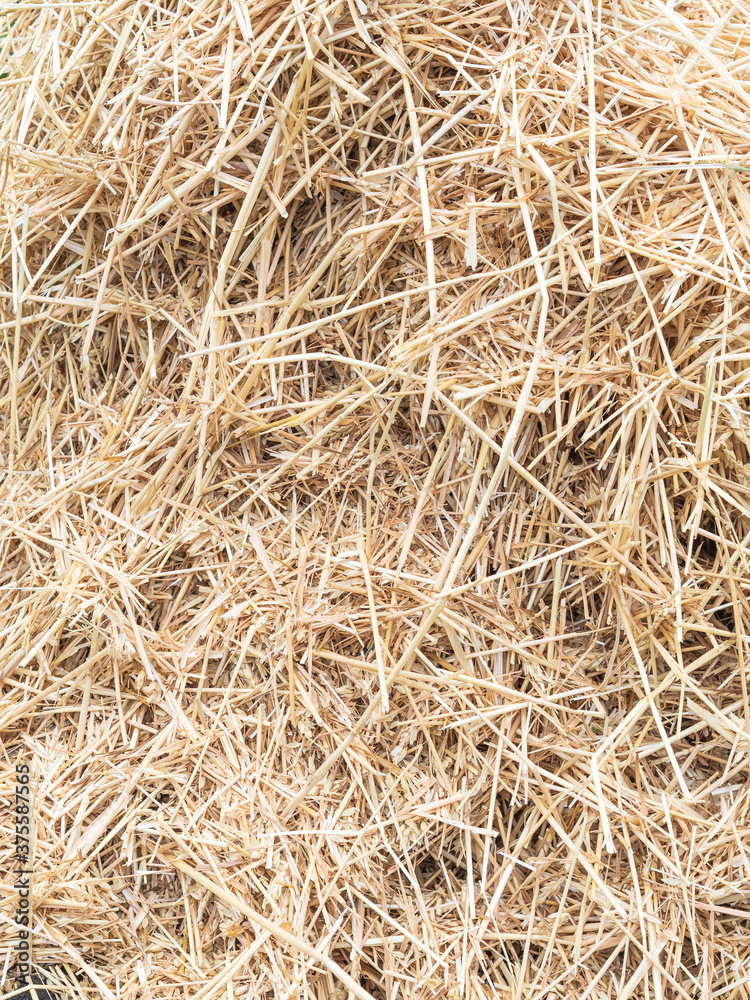 Hay texture. Hay bales are stacked in large stacks. Harvesting in agriculture. Hay background. Hay texture. Hay bales are stacked in large stacks. Harvesting in agriculture. Hay background.