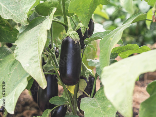 Harvest organic eggplant on a bush in the garden