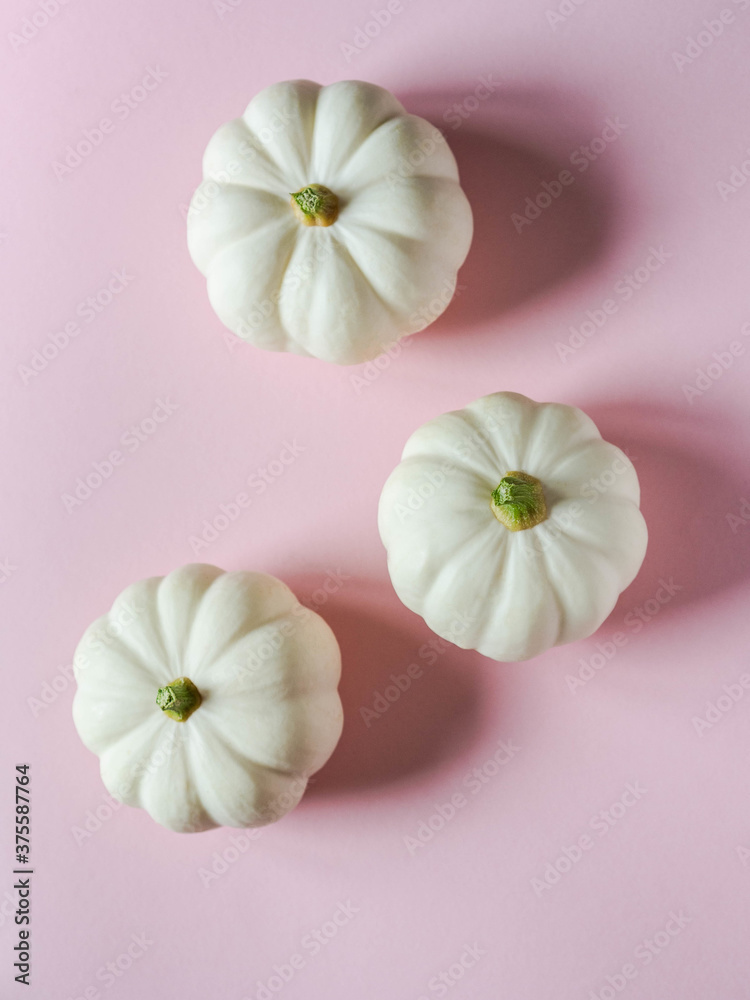 Botanical floral composition of autumn decorative white pumpkins on a pink background. Copy space. Top view. Flat lay Botanical floral composition of autumn decorative white pumpkins on a pink background. Copy space. Top view. Flat lay
