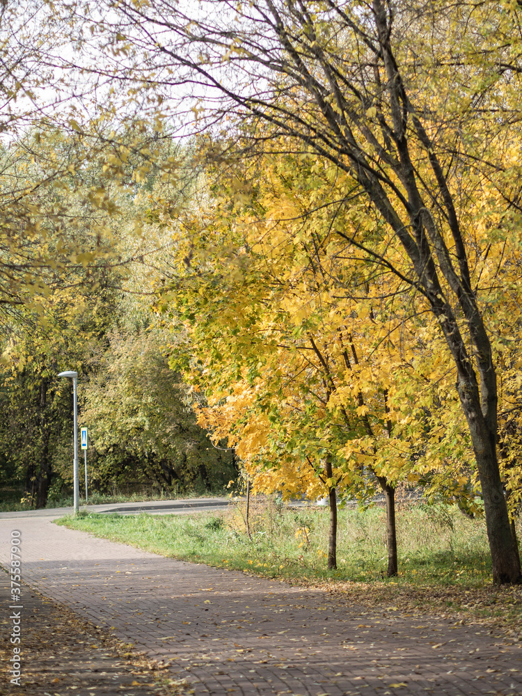 Naklejka premium Autumn yellow trees in the city park