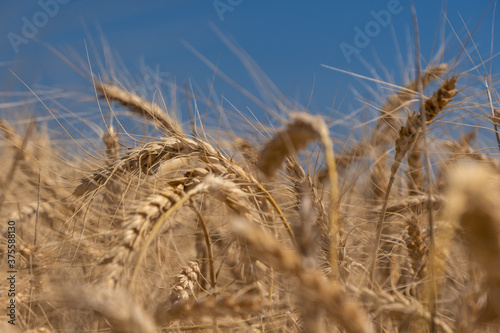 close up view to wheat ears on blue sky background