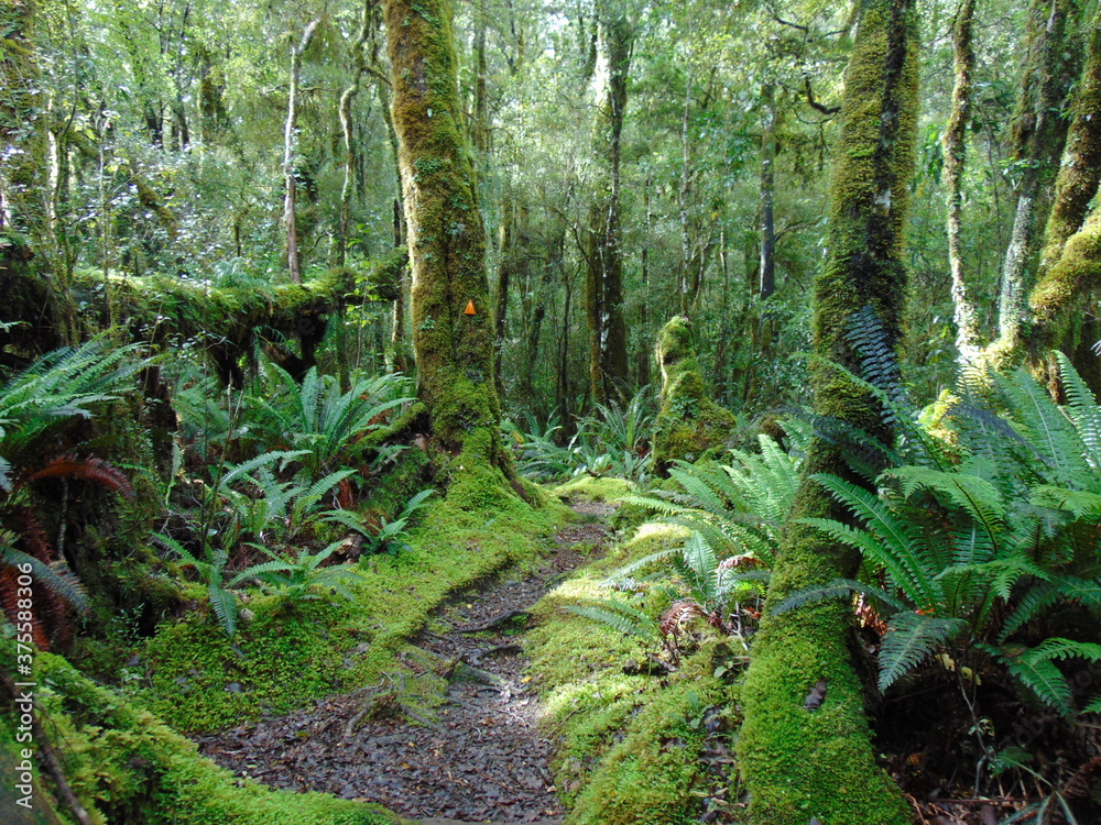 Fototapeta premium I LOVE FOREST