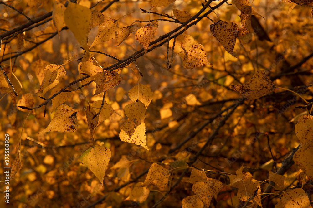 Abstract image of yellow autumn leaves on tree branch Abstract image of yellow autumn leaves on tree branch