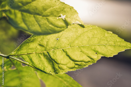 green leaf of a tree in the sun