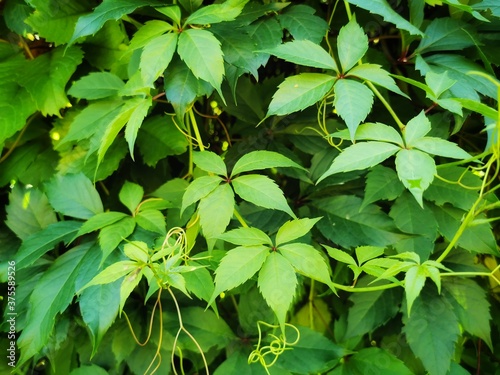 Fotografie, Tablou Virginia creeper (Parthenocissus Quinquefolia) green leaves covering a wall
