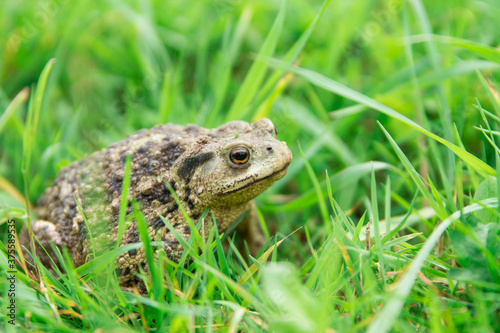 Common toad or a European toad repose in green grass . Face portrait of large amphibian in the nature habitat
