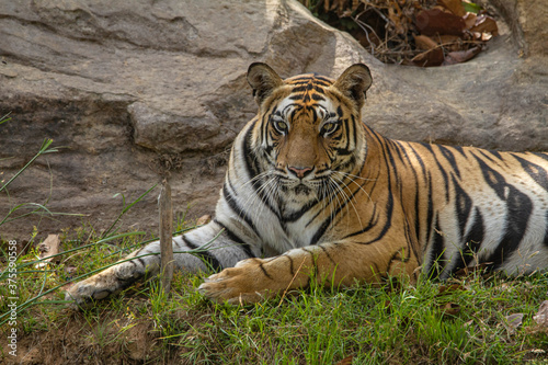Kamli tigress sitting on grass, Sanjay Subri Tiger Reserve, Madhya Pradesh, India