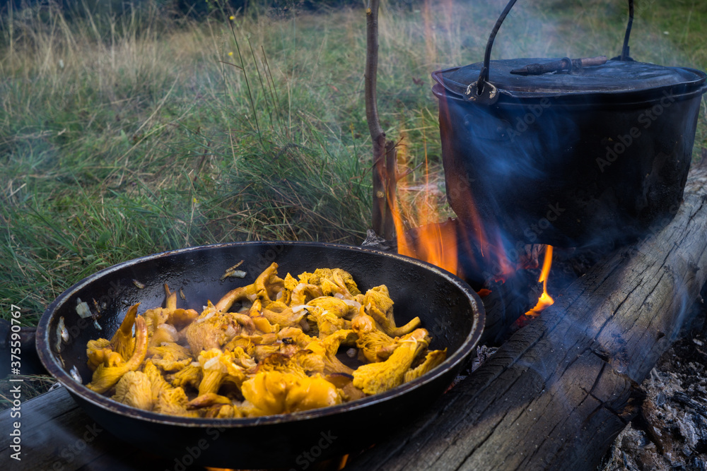 Chanterelle mushrooms are fried over a fire in a pan. Tongues of flame warm a black tourist pot with food. Chanterelle mushrooms are fried over a fire in a pan. Tongues of flame warm a black tourist pot with food.