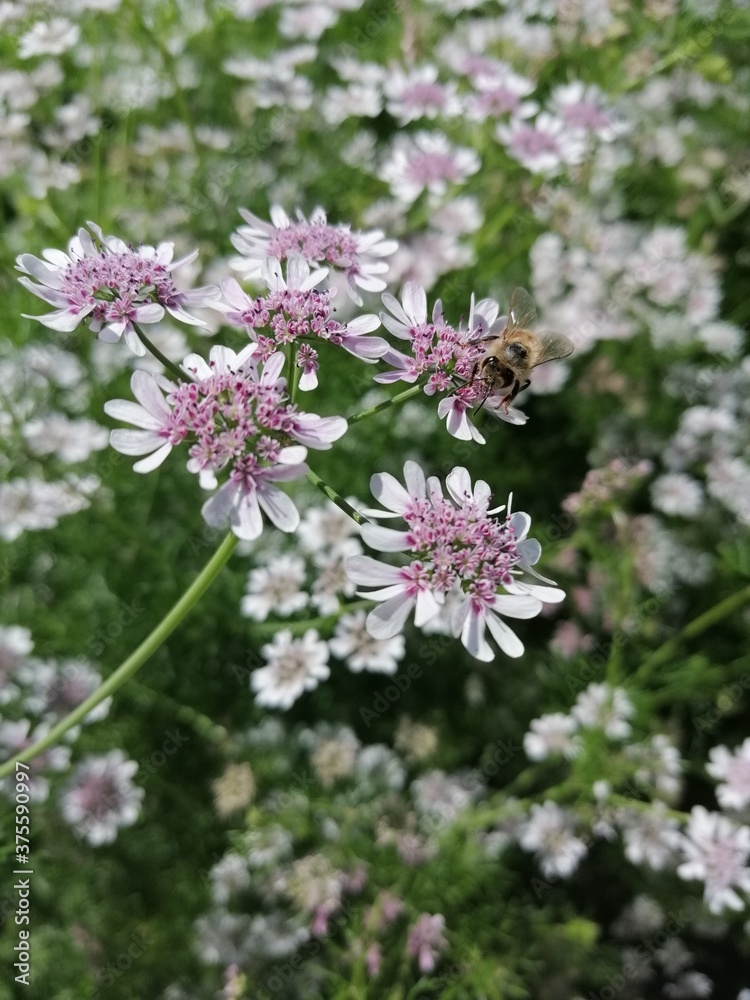 Fiori bianchi Fiori bianchi