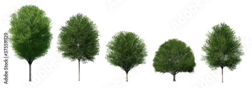 set of 3d Japanese Zelkova trees isolated photo