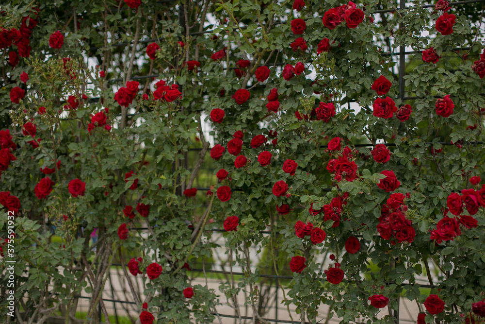red roses on a wall