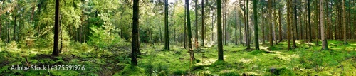 Panorama of a forest with a glade covered by moss in the light of the morning sun © Günter Albers