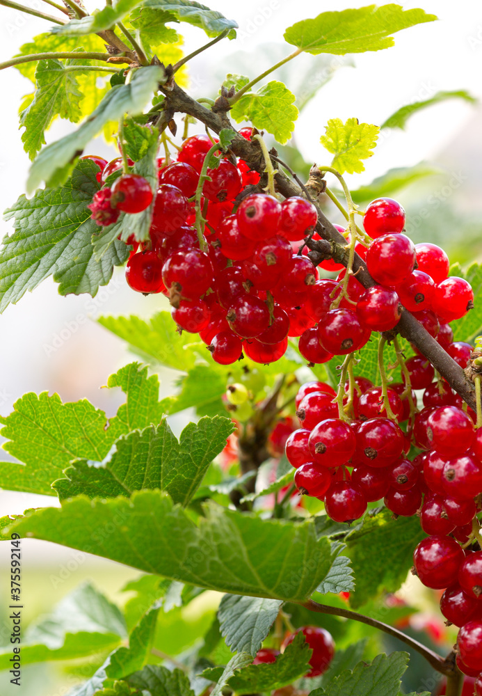 Branch of red currant with green leaves close-up. Branch of red currant with green leaves close-up.