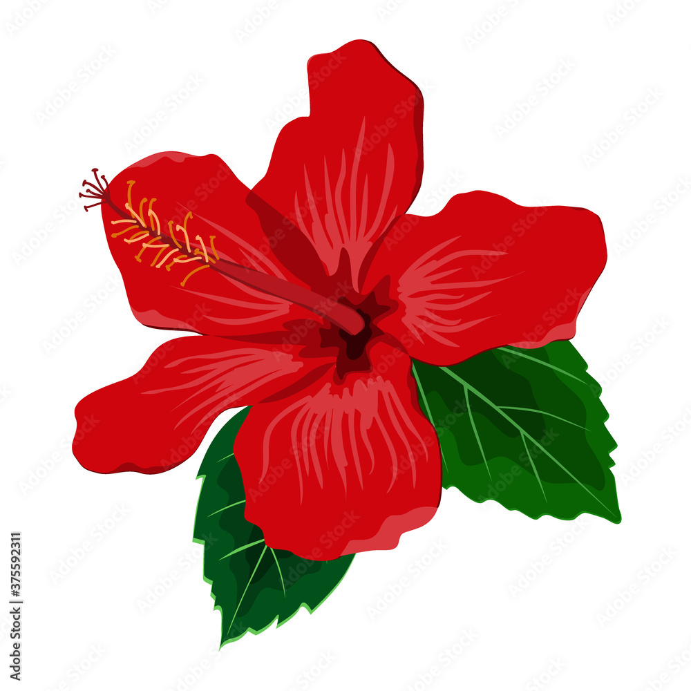 Hibiscus flower with leaves, flat vector illustration. Tropical exotic Hawaii plant isolated on white
