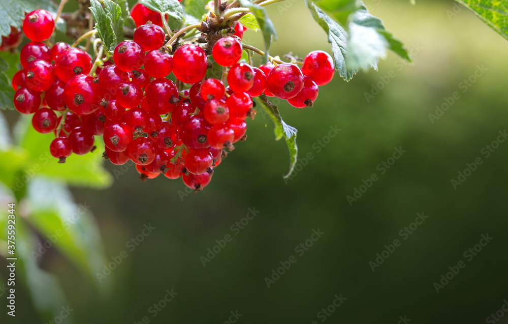 Red Currant berries on a bush closeup isolated. Red Currant berries on a bush closeup isolated.