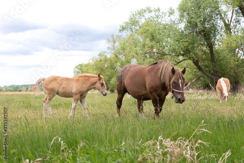 Young and adult draft horses on the meadow pasture, standing side by side.