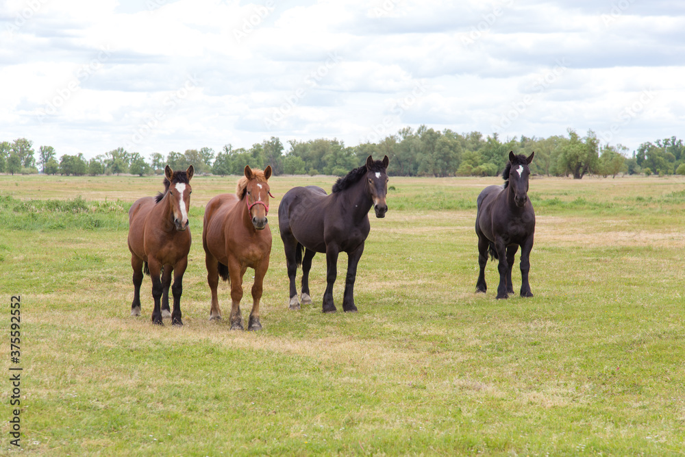 Group of draft horses on the meadow pasture, standing side by side.