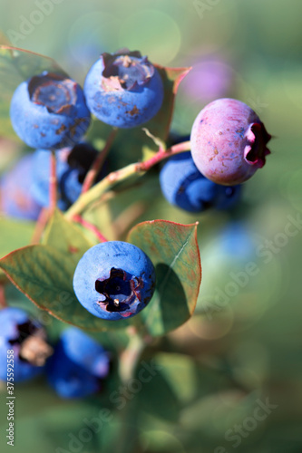Blueberry twig in a garden in summer time.