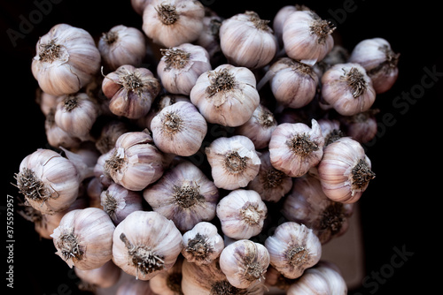 Garlic. Group, abundance. Garlic Plait. Fresh garlic closeup. Pile of garlic heads. Garlic heap. Background of garlic