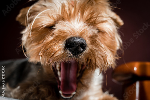 yokshire terrier puppy. the puppy yawns