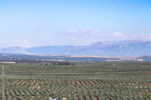 View of olive tree fields with Cazorla mountains in the background in Baeza village  Jaen  Andalusia  Spain