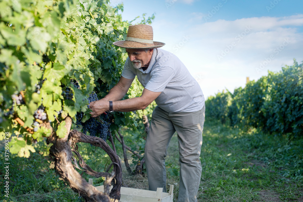 Senior man works in a vineyard