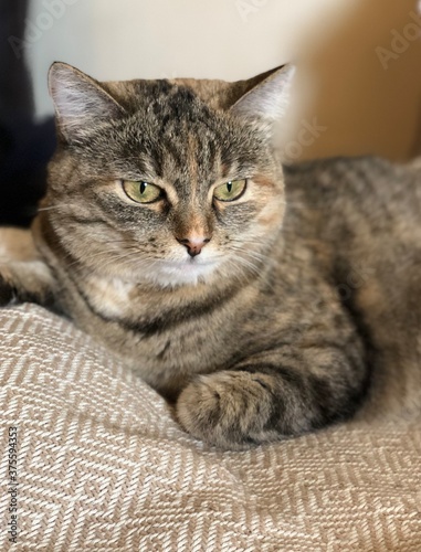 portrait of a cat. close-up, gray striped pet, vertical photo