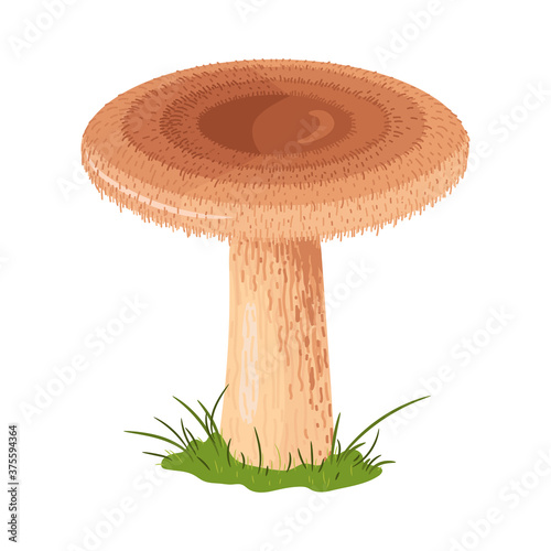 Edible mushroom hand drawn colorful illustration. Lactarius torminosus drawing isolated on white background.