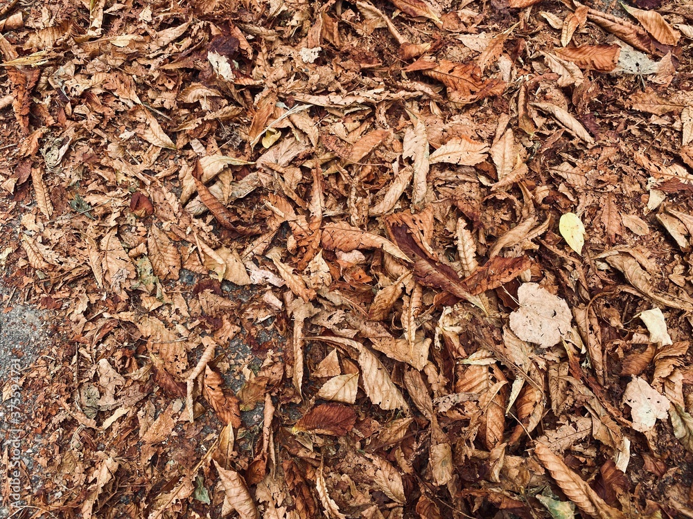 The background of wood shavings. autumn leaves on the ground The background of wood shavings. autumn leaves on the ground