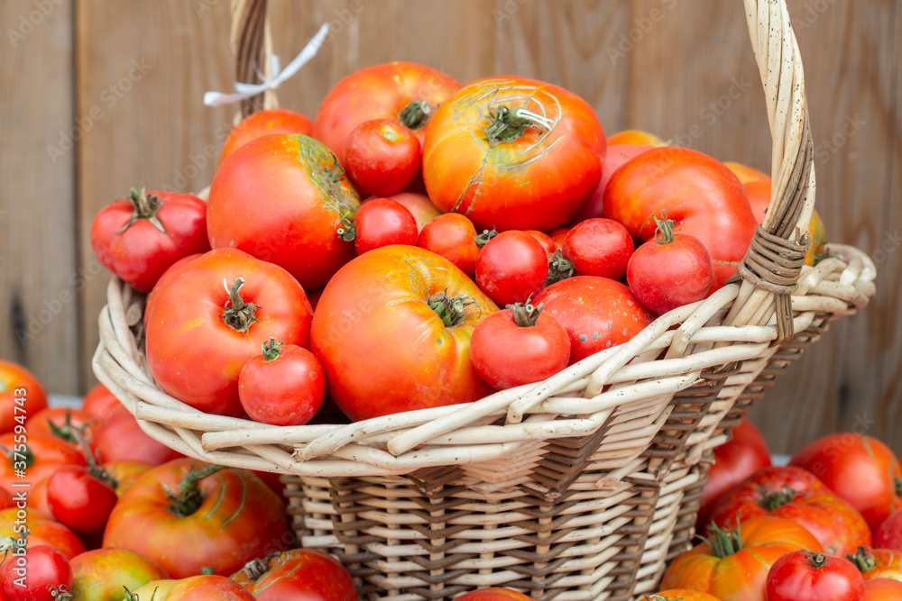 fresh organic tomatoes in a wicker basket