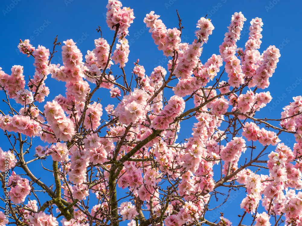 Blühende Mandelblüten, Rosa, Frühling , blaue Hintergrund