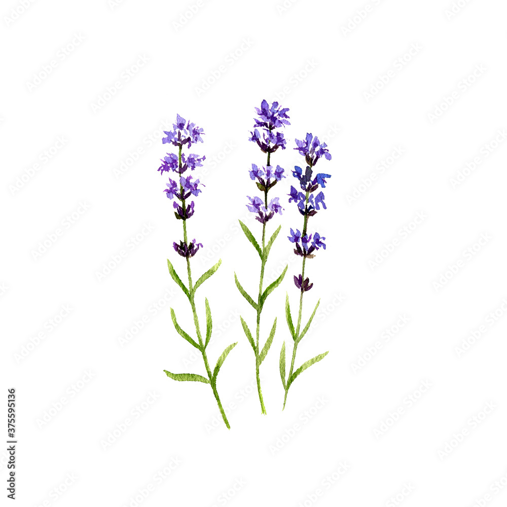 watercolor drawing lavender watercolor drawing lavender