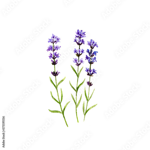 watercolor drawing lavender