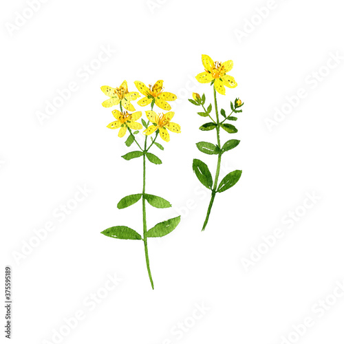 Vászonkép watercolor drawing St. John's wort