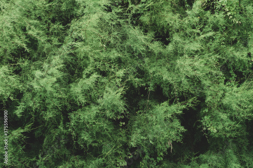green moss background © Jessy Robin