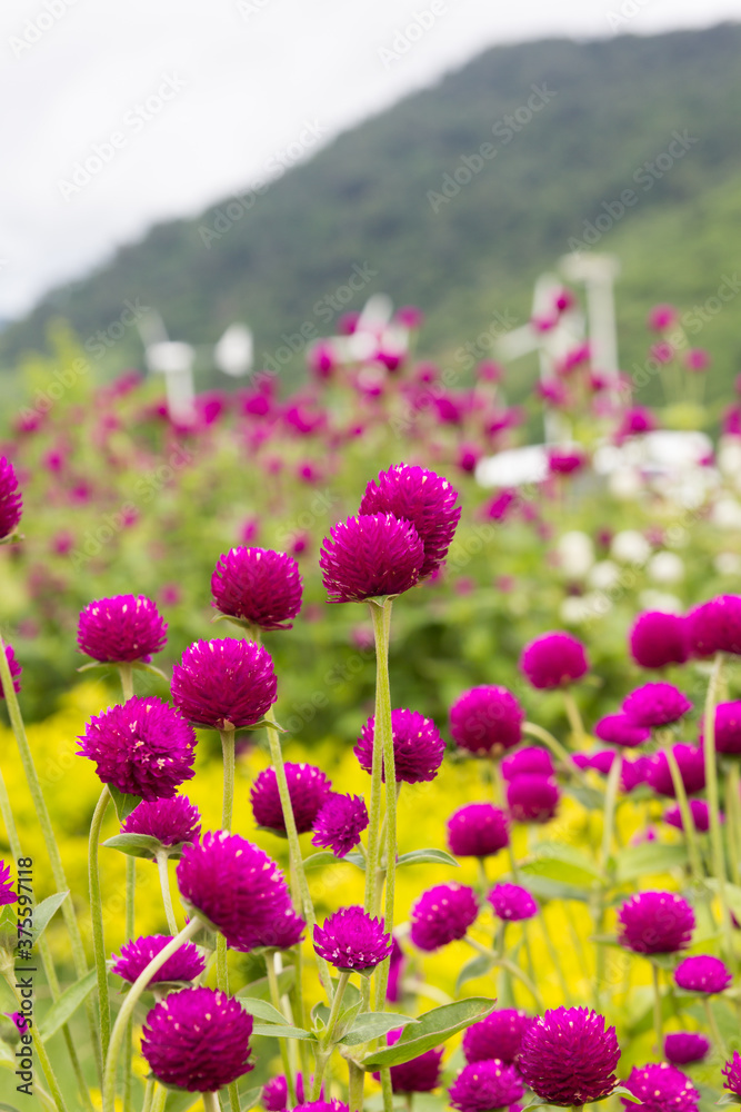 Globe Amaranth