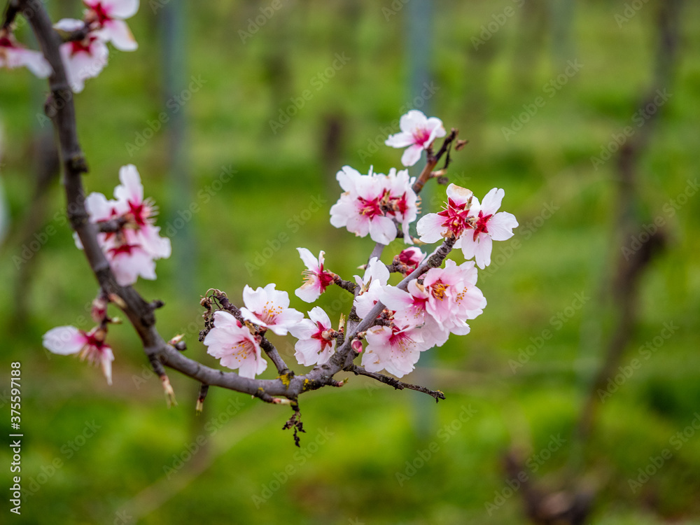 Blühende Mandelblüten, Rosa, Frühling