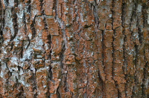 mossy tree bark after rain