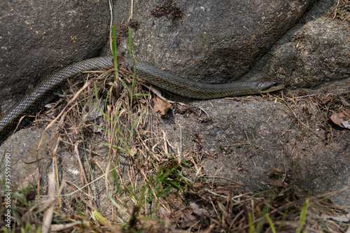 アオダイショウ