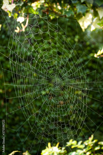 Morning dew on sunlit web of European garden spider (Araneus diadematus)