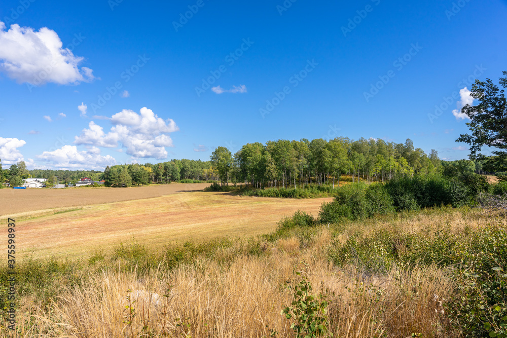 Amazing landscape of country side in autumn. The harvest of canola rapeseed in farmers fields. Ripe rapeseed fields during harvesting. Eco friendly technologies for biofuel production.