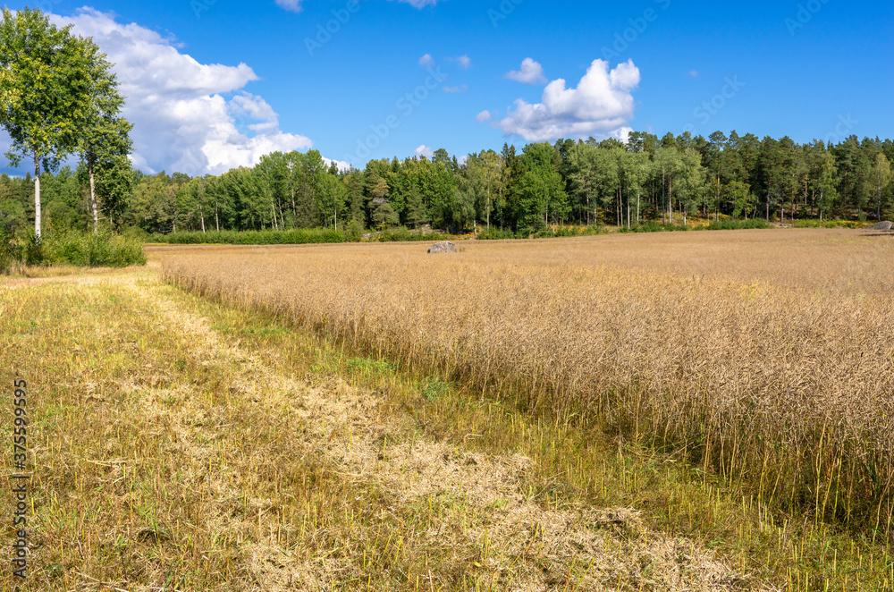 Obraz premium Rapeseed field during the harvesting. Stripes on the fields left after the harvester. New eco friendly technologies for biofuel oil production. Ripe rapeseed in the farms agricultural fields. 