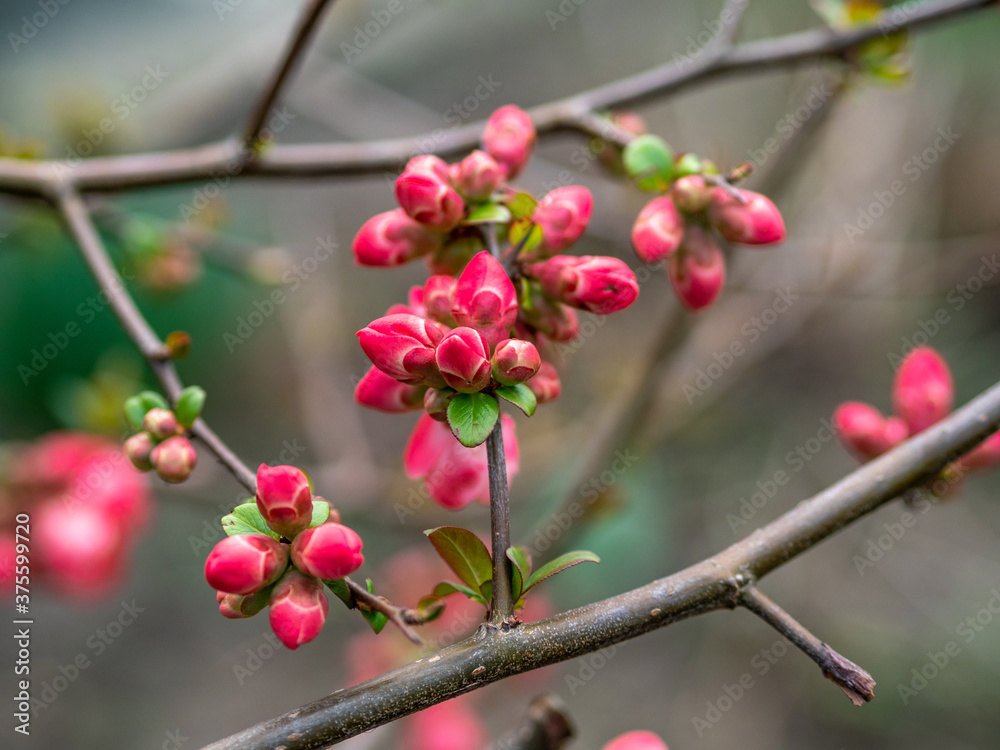 Zierquitten mit rote Blüten in Frühling, Chaenomeles Zierquitten mit rote Blüten in Frühling, Chaenomeles