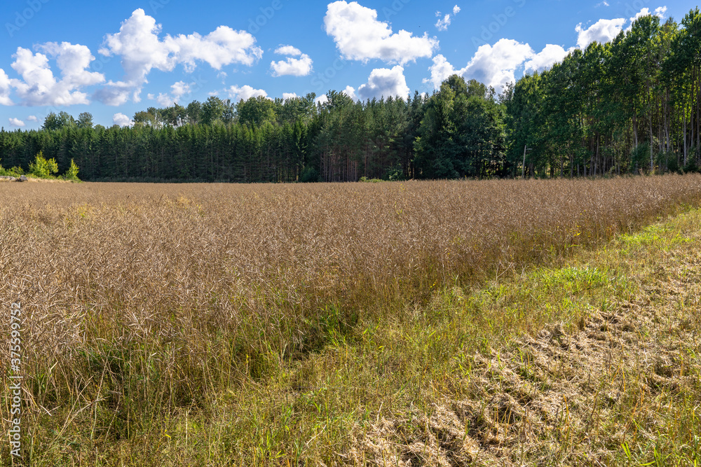 Fototapeta premium Rapeseed field during the harvesting. Stripes on the fields left after the harvester. New eco friendly technologies for biofuel oil production. Ripe rapeseed in the farms agricultural fields.