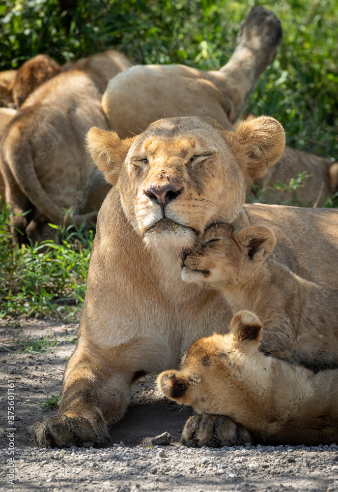 Lioness and her two cubs resting amongst their pride of lions in Ndutu Tanzania Lioness and her two cubs resting amongst their pride of lions in Ndutu Tanzania